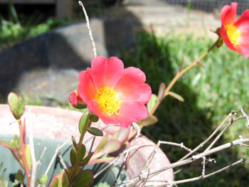 Close-up of pink flower blooming outdoors