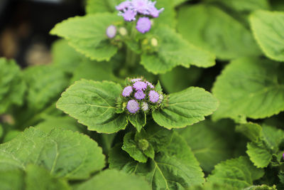 Close-up of purple flowering plant