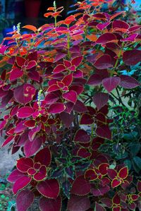 Close-up of multi colored leaves