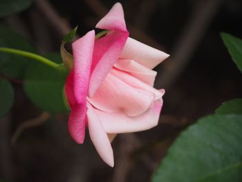 Close-up of pink flower blooming outdoors