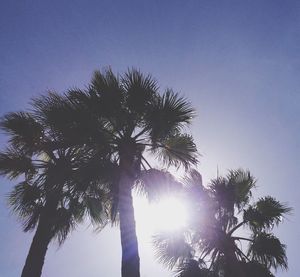 Sun shining through trees