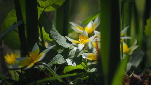 Close-up of yellow flowers blooming outdoors