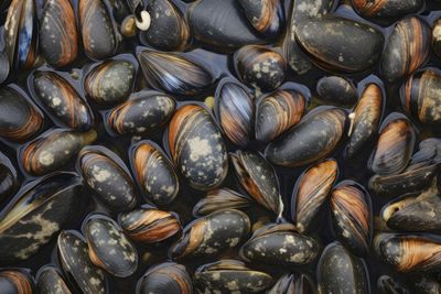 Full frame shot of pebbles