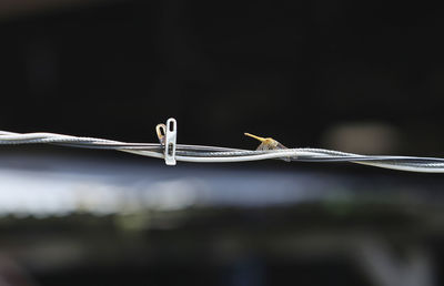 Close-up of insect on fence
