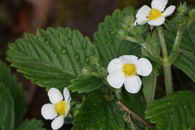 Close-up of white flowering plant