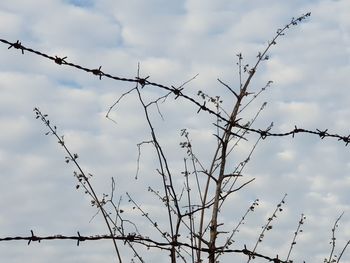 Low angle view of barbed wire against sky