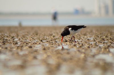 Bird on beach