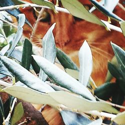 Close-up of leaves on plant