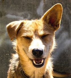 Close-up of sunlight falling on dog