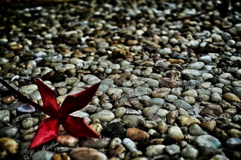 pebble, nature, beach, stone - object, close-up, abundance, water, beauty in nature, high angle view, large group of objects, backgrounds, selective focus, outdoors, full frame, no people, day, tranquility, fallen, red, wet