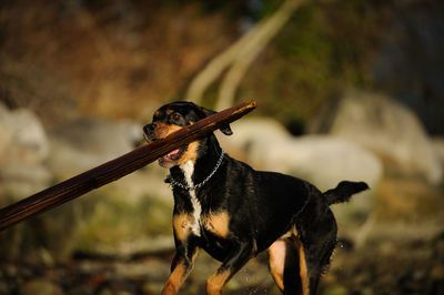 Dog carrying stick in mouth