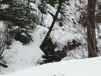 Trees on snow covered landscape