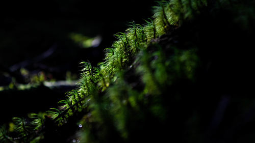 Close-up of fern growing on tree