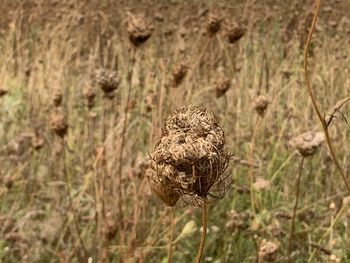 Close-up of dried plant on land