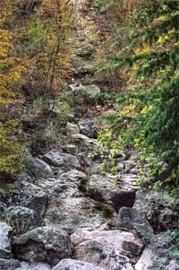 Scenic view of river in forest against sky