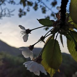 Bird flying in a flowering plant