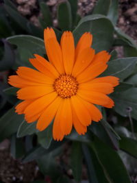 Close-up of orange flower