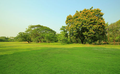 Trees on field against clear sky