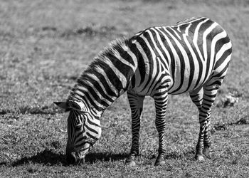 Zebra grazing in a field