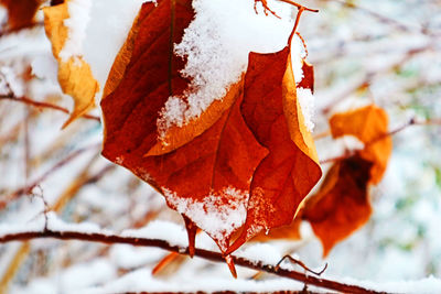 Close-up of maple leaf on branch during winter
