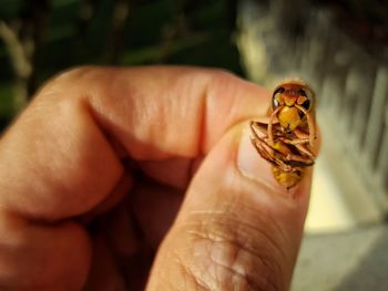 Close-up of human hand holding small