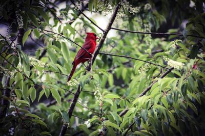 Bird perching on a tree