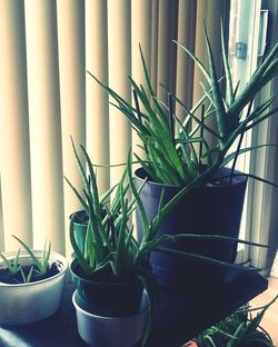 Close-up of potted plants