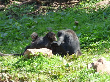 Monkeys sitting on grass