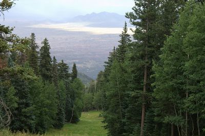 Scenic view of forest against sky