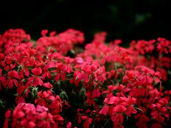 Close-up of pink flowers