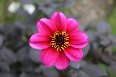 Close-up of pink flower blooming outdoors