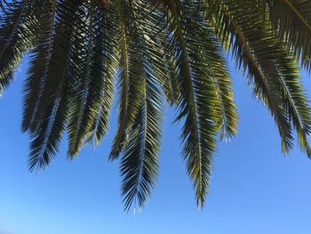 Low angle view of tree against sky