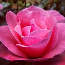 Close-up of pink rose