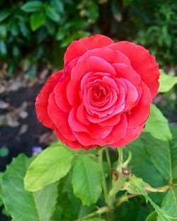 Close-up of red rose blooming outdoors