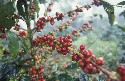 Close-up of berries growing on plant at field