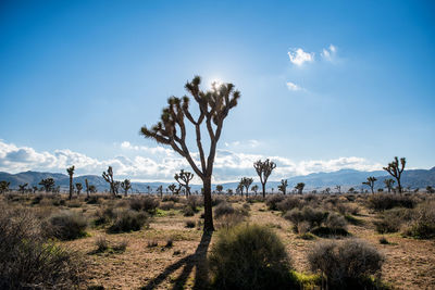 Field of joshua trees framed against blue sky with clouds