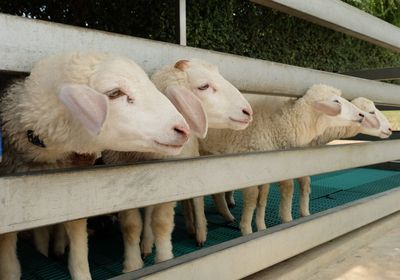 High angle view of sheep in pen