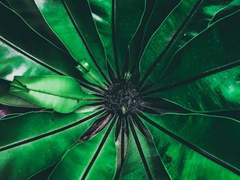 Full frame shot of succulent plant