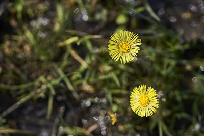 Close-up of yellow flowering plant