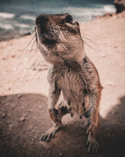 Close-up of a dog looking away