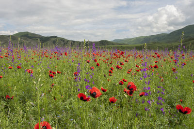 Poppies in field against cloudy sky