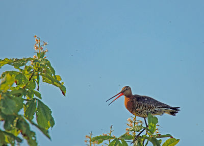 Close-up of bird perching on plant against clear sky