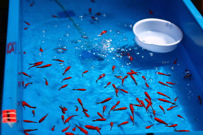 High angle view of jellyfish in swimming pool