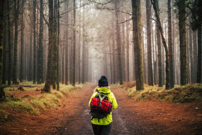 Rear view of person walking on road in forest