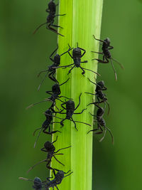 Close-up of insect on plant