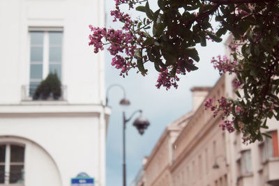 Low angle view of pink flower tree in city