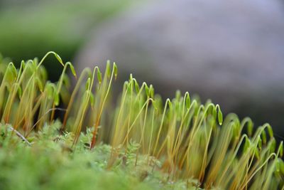 Close-up of fresh green plant