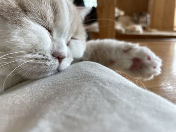 Close-up of cat sleeping at home