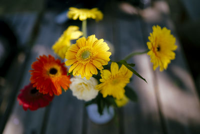Close-up of yellow flowers blooming outdoors