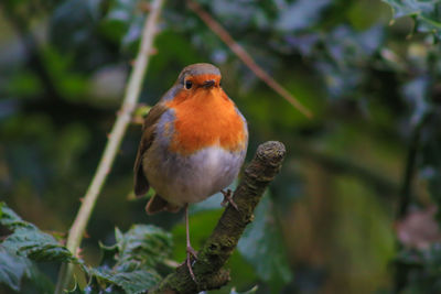 Close-up of bird perching outdoors